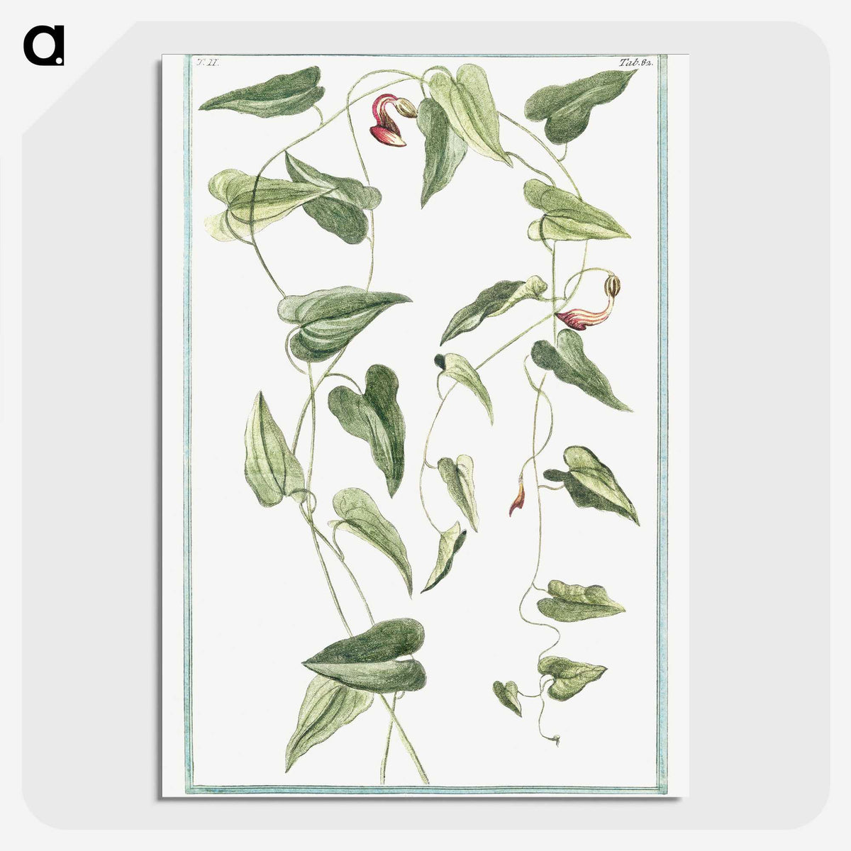 1-52_Hortus-Romanus-Botanical-Plates_picture-crop