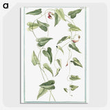 1-52_Hortus-Romanus-Botanical-Plates_picture-crop
