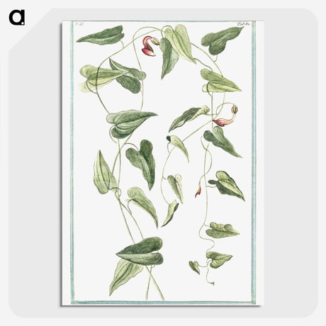 1-52_Hortus-Romanus-Botanical-Plates_picture-crop