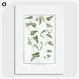 1-52_Hortus-Romanus-Botanical-Plates_picture