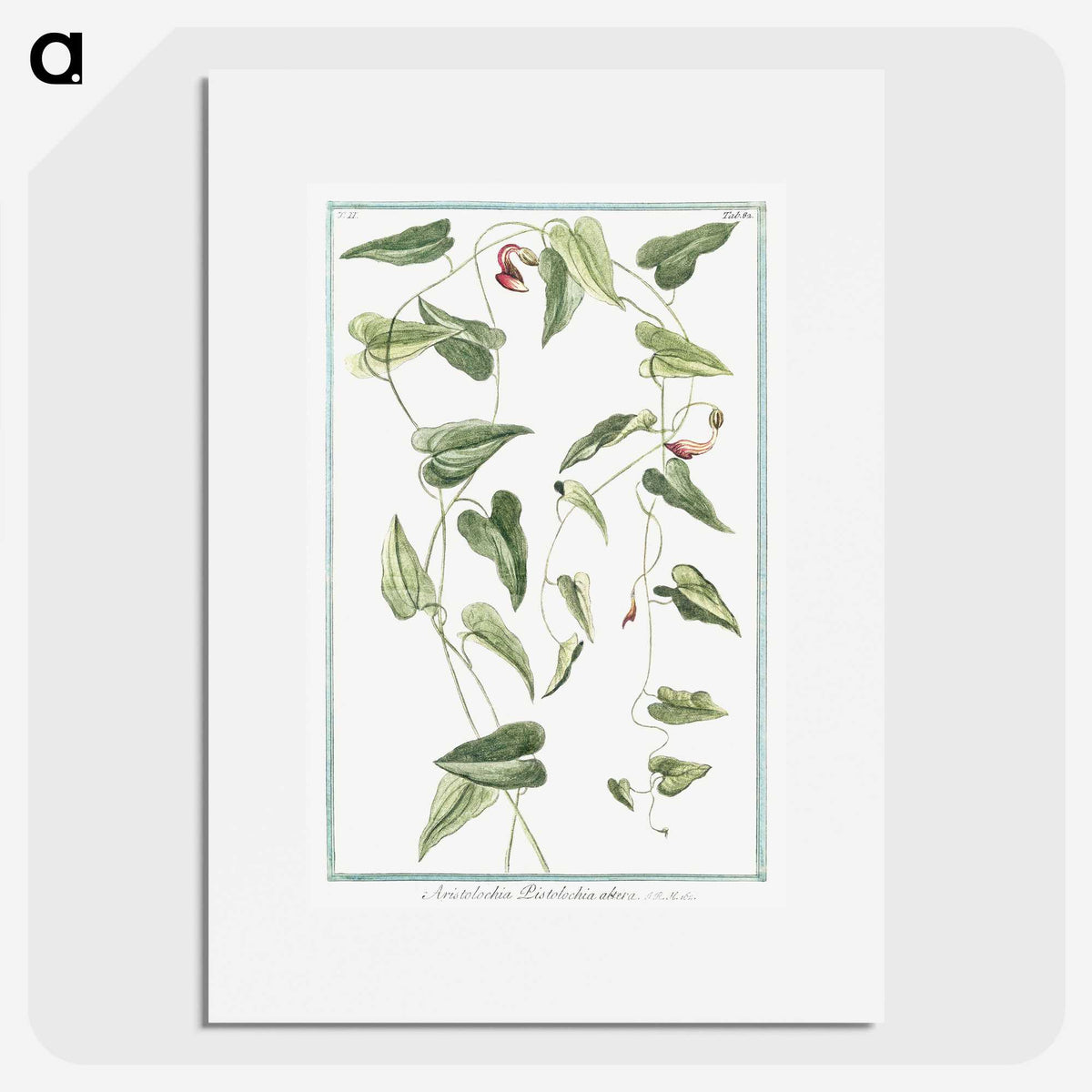 1-52_Hortus-Romanus-Botanical-Plates_picture