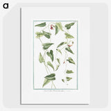 1-52_Hortus-Romanus-Botanical-Plates_picture