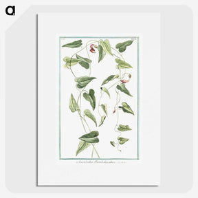 1-52_Hortus-Romanus-Botanical-Plates_picture