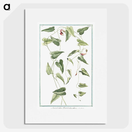 1-52_Hortus-Romanus-Botanical-Plates_picture