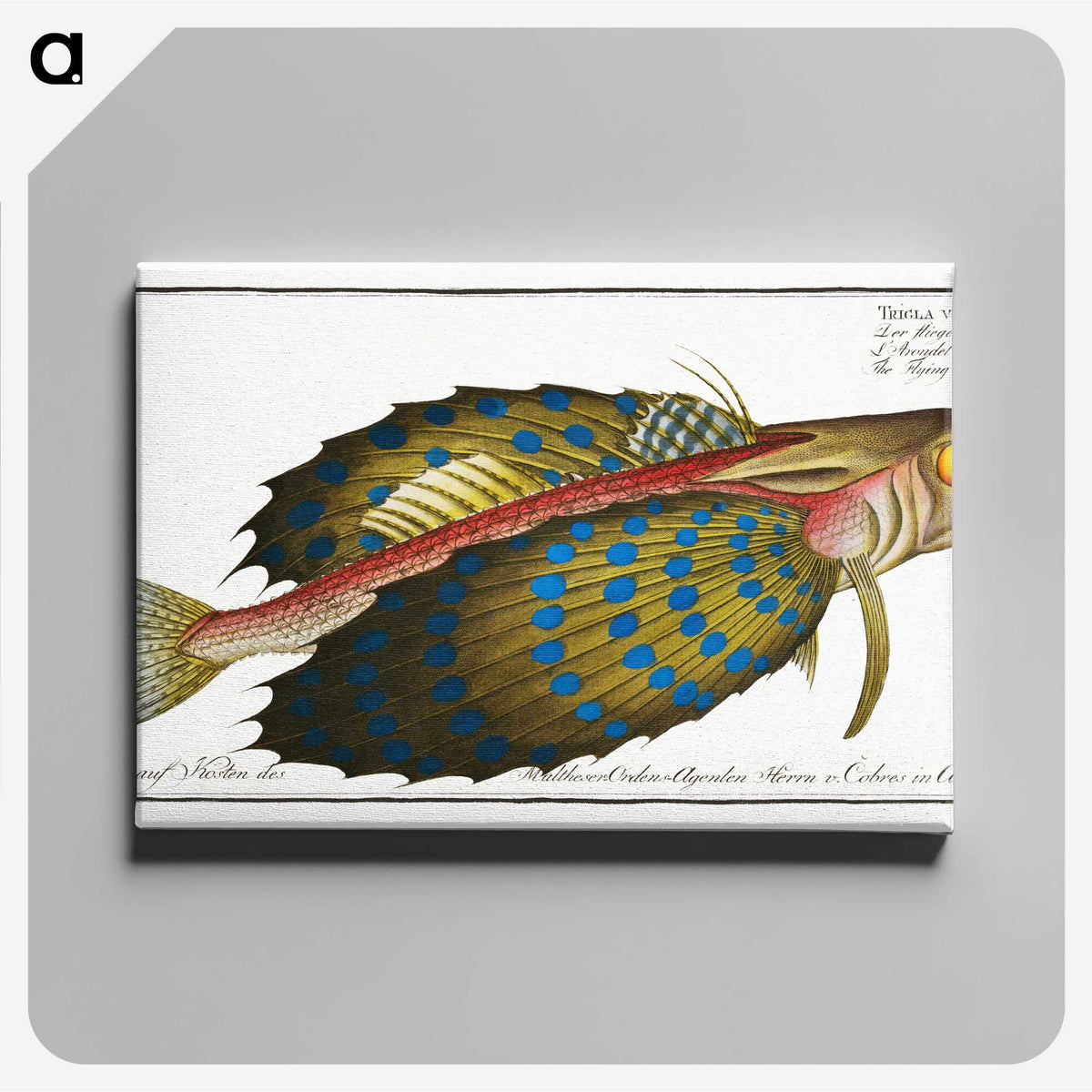 1-52_Ichtyologie-ou-Histoire-naturelle_canvas