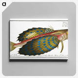 1-52_Ichtyologie-ou-Histoire-naturelle_canvas