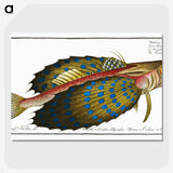 1-52_Ichtyologie-ou-Histoire-naturelle_picture-crop