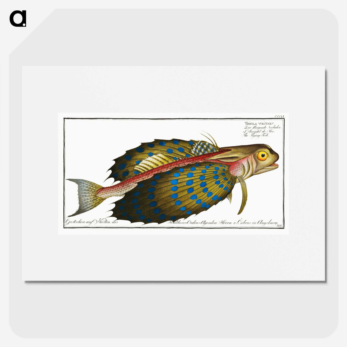 1-52_Ichtyologie-ou-Histoire-naturelle_picture