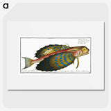 1-52_Ichtyologie-ou-Histoire-naturelle_picture