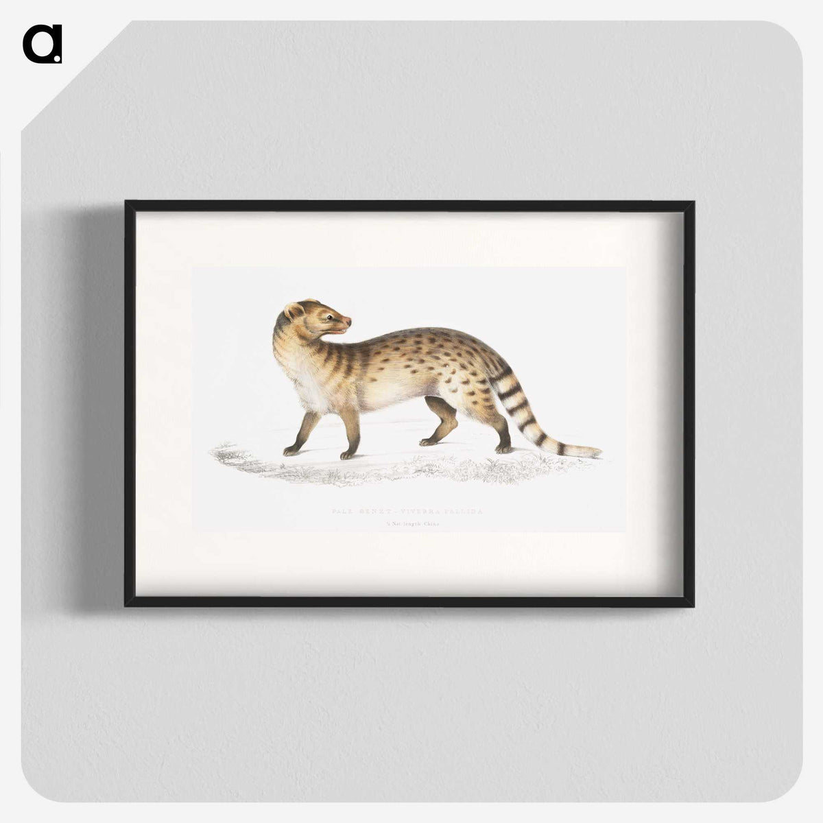 1-52_Indian-Zoology_blk