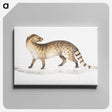 1-52_Indian-Zoology_canvas