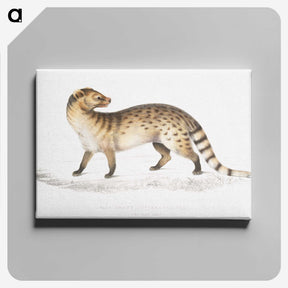 1-52_Indian-Zoology_canvas
