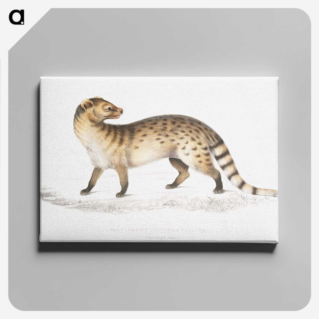 1-52_Indian-Zoology_canvas