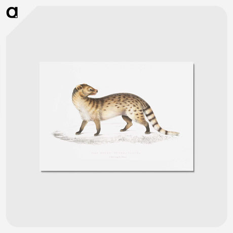 1-52_Indian-Zoology_hagaki