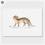 1-52_Indian-Zoology_picture