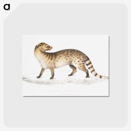 1-52_Indian-Zoology_postcard