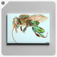 1-52_Insects-Unlocked-Project_canvas