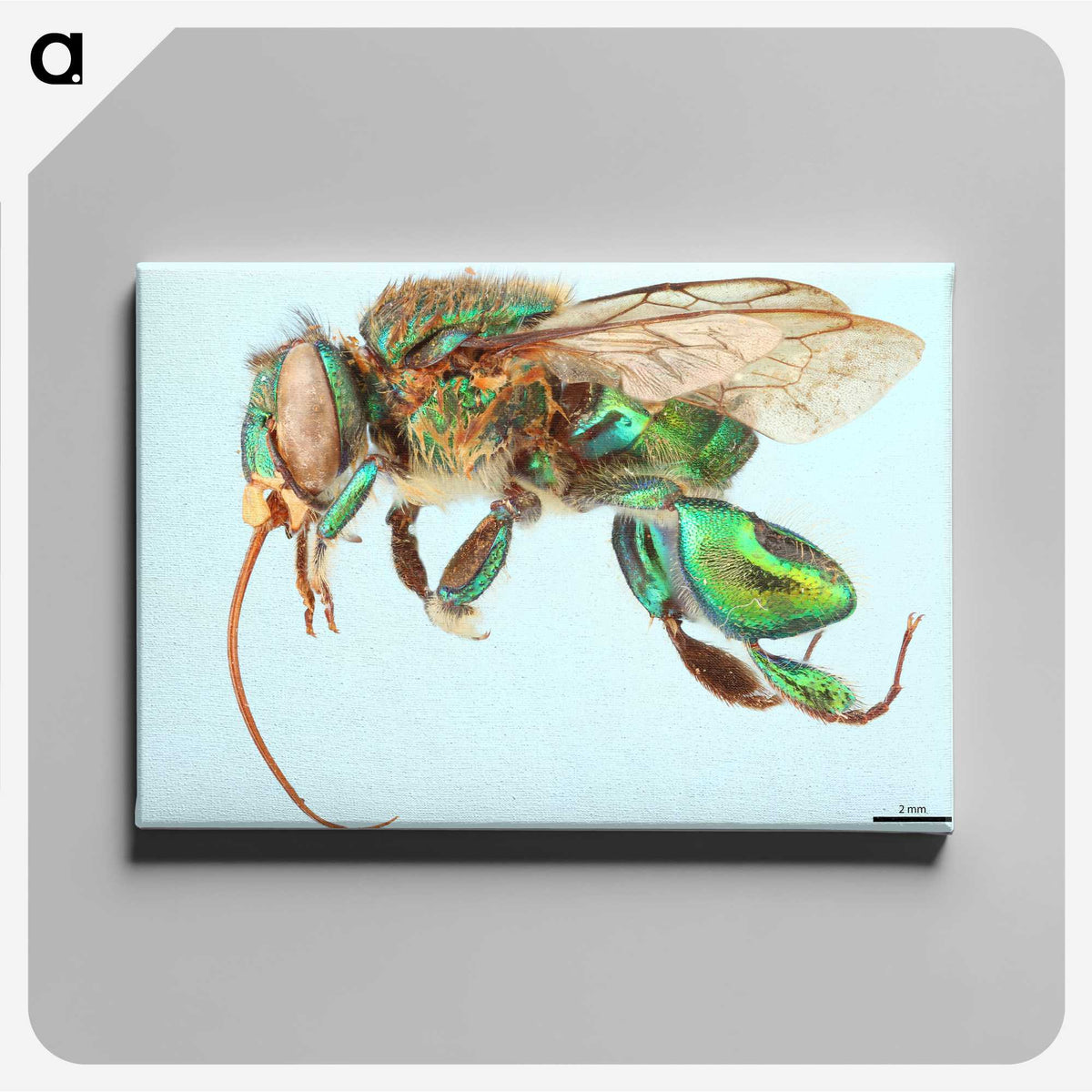 1-52_Insects-Unlocked-Project_canvas