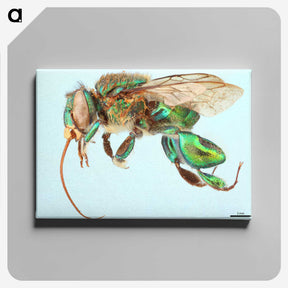 1-52_Insects-Unlocked-Project_canvas