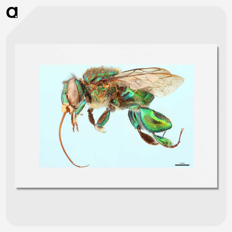1-52_Insects-Unlocked-Project_picture