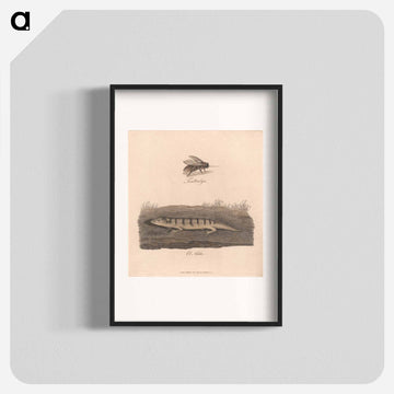 Tsaltsalya / El Adda
 - ジェームス ヒース Poster.