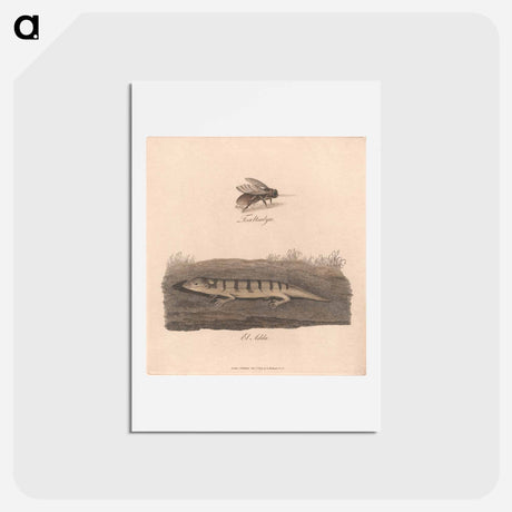 アートポストカード-Tsaltsalya / El Adda
 - ジェームス ヒース Postcard.