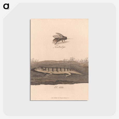 アートポストカード-Tsaltsalya / El Adda
 - ジェームス ヒース Postcard.