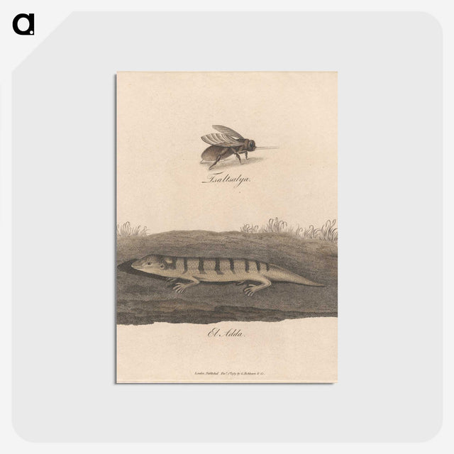 1-52_James-Heath_postcard