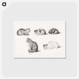 アートポストカード-Five studies of Cats - ジャン ベルナール Postcard.