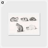 アートポストカード-Five studies of Cats - ジャン ベルナール Postcard.