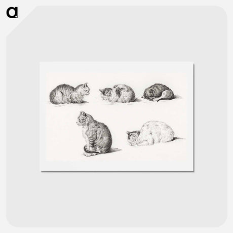 アートポストカード-Five studies of Cats - ジャン ベルナール Postcard.