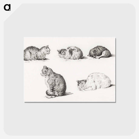 アートポストカード-Five studies of Cats - ジャン ベルナール Postcard.