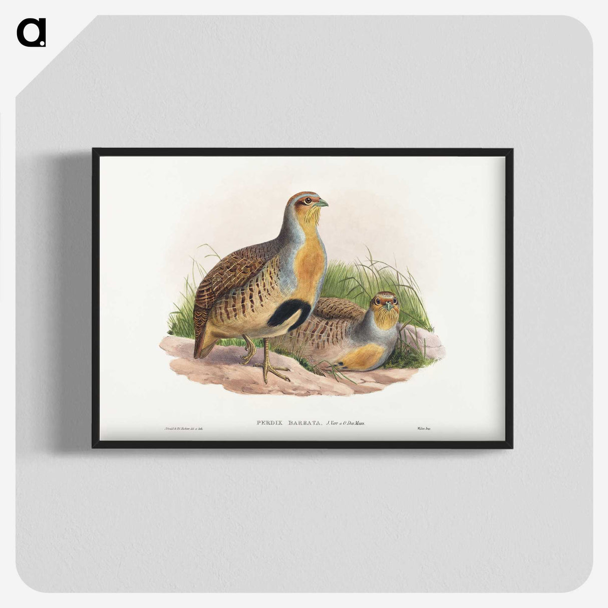 1-52_John-Gould_blk-crop