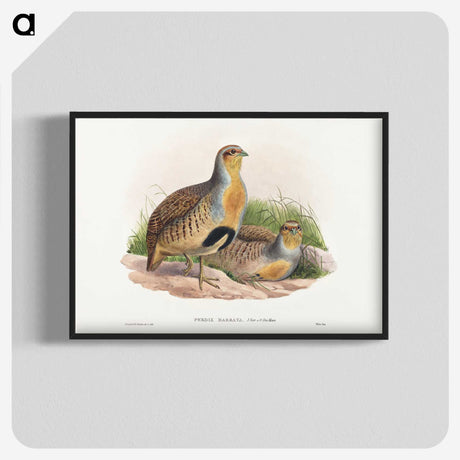 1-52_John-Gould_blk-crop
