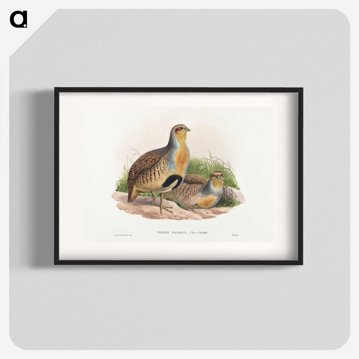 1-52_John-Gould_blk