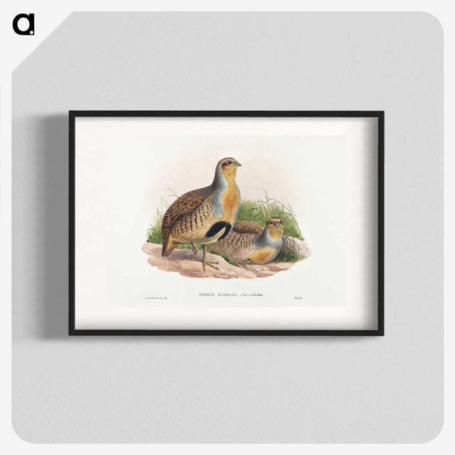 1-52_John-Gould_blk