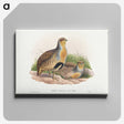 1-52_John-Gould_canvas