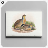 1-52_John-Gould_canvas