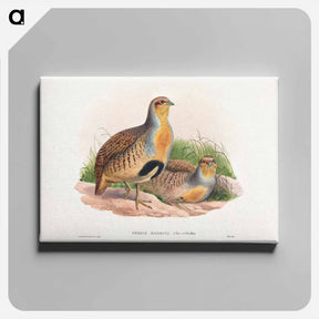 アートパネル-Daurian Partridge
 - ジョン グールド Canvas.