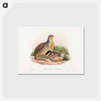 アートポストカード-Daurian Partridge
 - ジョン グールド Postcard.