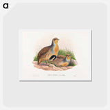 アートポストカード-Daurian Partridge
 - ジョン グールド Postcard.
