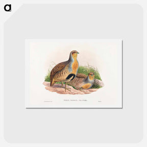 アートポストカード-Daurian Partridge
 - ジョン グールド Postcard.