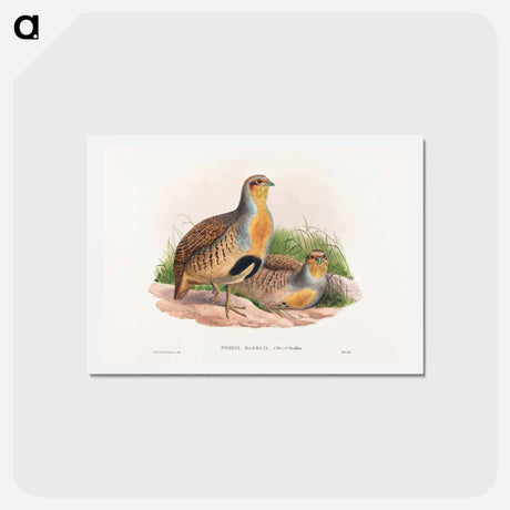 アートポストカード-Daurian Partridge
 - ジョン グールド Postcard.
