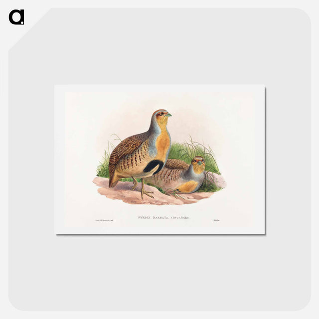 アートポストカード-Daurian Partridge
 - ジョン グールド Postcard.