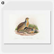 1-52_John-Gould_picture