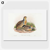 1-52_John-Gould_picture