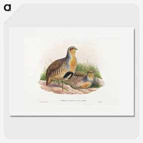 1-52_John-Gould_picture