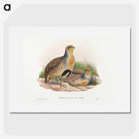 1-52_John-Gould_picture