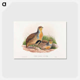 アートポストカード-Daurian Partridge
 - ジョン グールド Postcard.