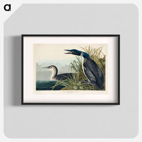 アートポスター-Great Northern Diver or Loon
 - ジョン ジェームス オーデュボン Poster.